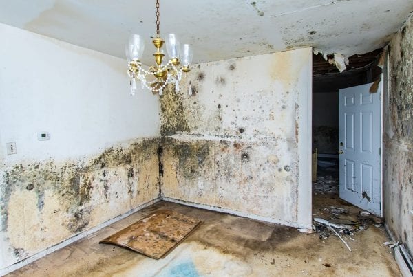 Mould & Rising Damp