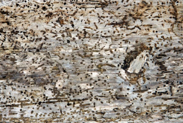 woodworm infestation